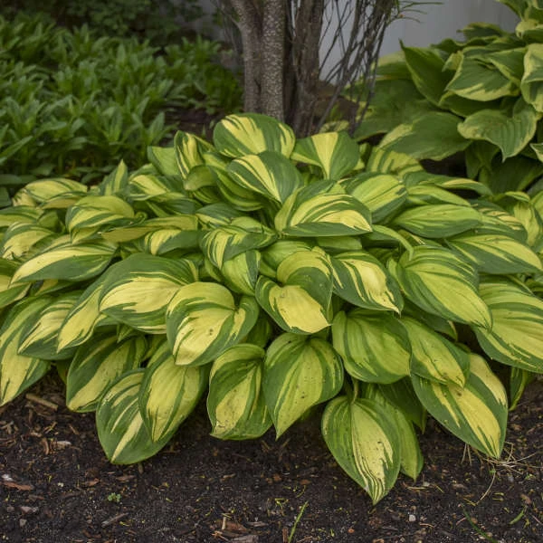 'Rainbow's End' Hosta 4 'Rainbow's End' Hosta - Image 4