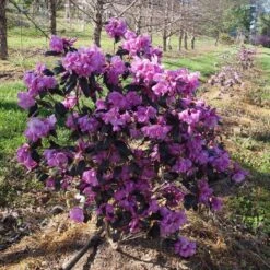 Black Hat® Rhododendron -Flower Shop rhododendron black hat 1 cb6fd0bf 61f4 4683 bf52 5f71b24819e0 sw