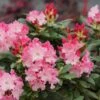 Dandy Man Color Wheel® Rhododendron