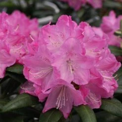 Dandy Man® Pink Rhododendron 6 Dandy Man® Pink Rhododendron -Flower Shop rhododendron dandy man pink 1 sw