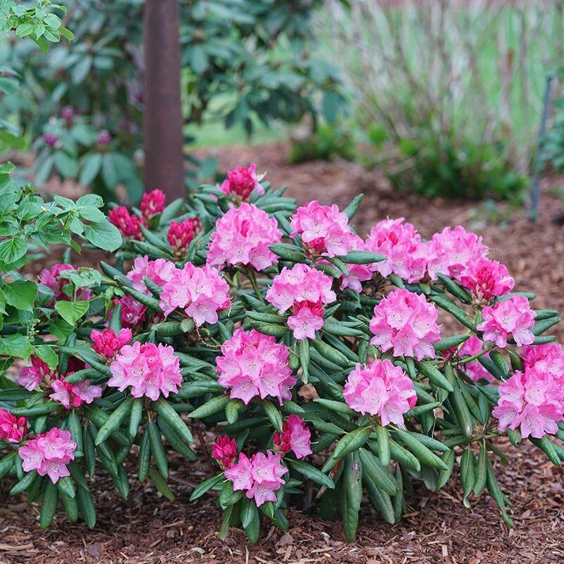 Dandy Man® Pink Rhododendron 1 Dandy Man® Pink Rhododendron