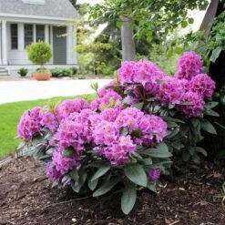 Dandy Man® Purple Rhododendron -Flower Shop rhododendron dandy man purple 3 sw