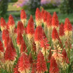 Pyromania™ 'Rockets Red Glare' Red Hot Poker -Flower Shop rockets red glare red hot poker 2