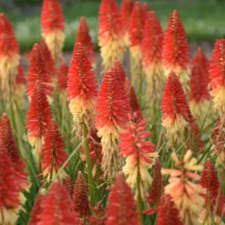 Pyromania™ 'Rockets Red Glare' Red Hot Poker