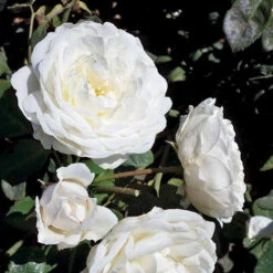 Cloud 10™ Climbing Rose -Flower Shop rosa cloud 10 3 P sw