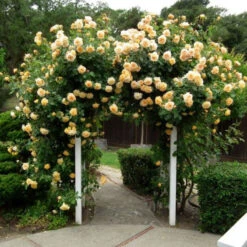 Climbing Rose Collection -Flower Shop rosa garden sun 1
