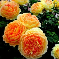Climbing Rose Collection -Flower Shop rosa garden sun 2