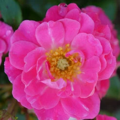 Oso Easy® Double Pink Rose -Flower Shop rosa oso easy double pink 1 P