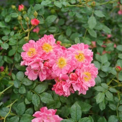 Oso Easy® Double Pink Rose -Flower Shop rosa oso easy double pink 3 P
