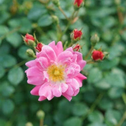 Oso Easy® Double Pink Rose -Flower Shop rosa oso easy double pink 6 P