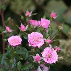 Oso Easy® Petit Pink Rose -Flower Shop rosa oso easy petit pink 5 P