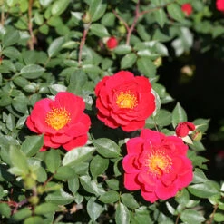 Oso Easy Urban Legend® Rose -Flower Shop rosa oso easy urban legend 4 P