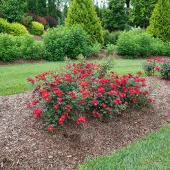 Oso Easy Urban Legend® Rose -Flower Shop rosa oso easy urban legend 5 P