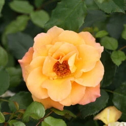 Suñorita® Rose -Flower Shop rosa sunorita rose 4 P
