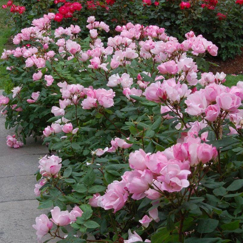 Blushing Knock Out® Rose 1 Blushing Knock Out® Rose