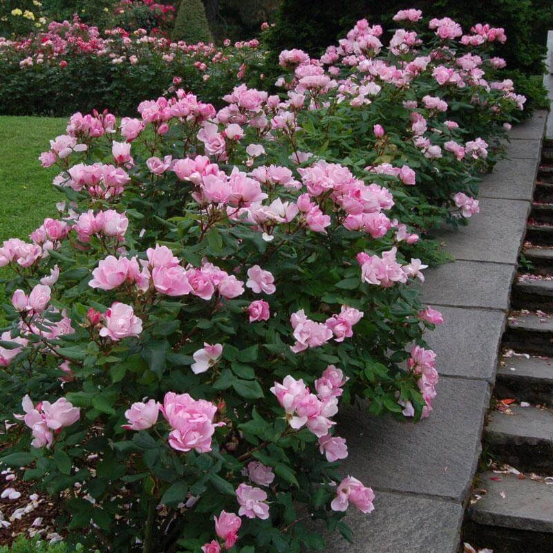 Blushing Knock Out® Rose 2 Blushing Knock Out® Rose - Image 2