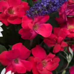 Knock Out® Rose -Flower Shop rose knock out 4