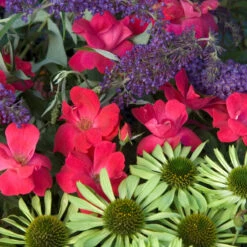 Knock Out® Rose -Flower Shop rose knock out 7