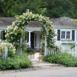 Climbing Rose Collection -Flower Shop rose new dawn 2 5c48738e b34f 4e7e 804a 08129c8e8c0c