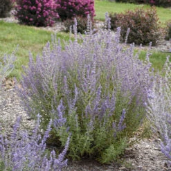 'Sage Advice' Russian Sage -Flower Shop sage advice russian sage 2