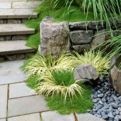 Irish Moss -Flower Shop sagina subulata irish moss 3