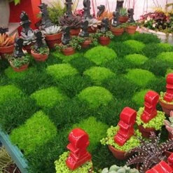 Irish Moss -Flower Shop sagina subulata irish moss 4