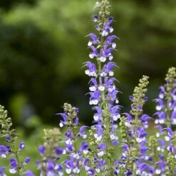 Color Spires® 'Azure Snow' Salvia 9 Color Spires® 'Azure Snow' Salvia -Flower Shop salvia azure snow 2 sw