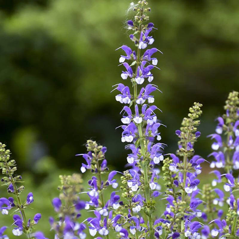 Color Spires® 'Azure Snow' Salvia 3 Color Spires® 'Azure Snow' Salvia - Image 3