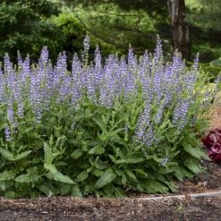 Color Spires® 'Azure Snow' Salvia 10 Color Spires® 'Azure Snow' Salvia -Flower Shop salvia azure snow 3 sw
