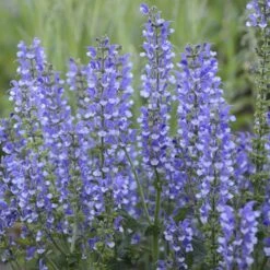 Color Spires® 'Azure Snow' Salvia 11 Color Spires® 'Azure Snow' Salvia -Flower Shop salvia azure snow 4 sw