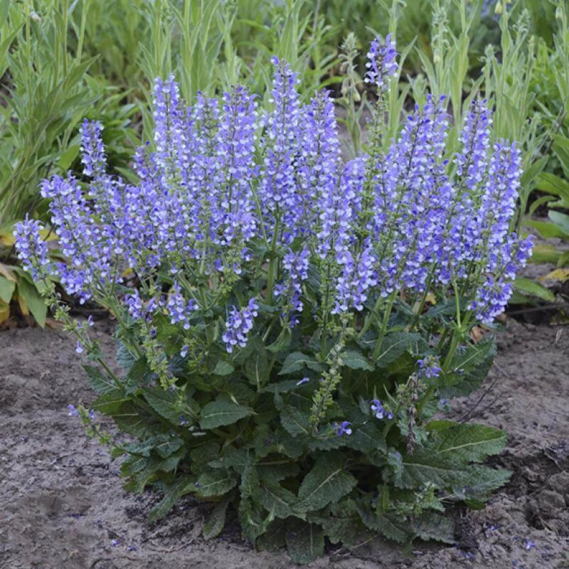 Color Spires® 'Azure Snow' Salvia 1 Color Spires® 'Azure Snow' Salvia