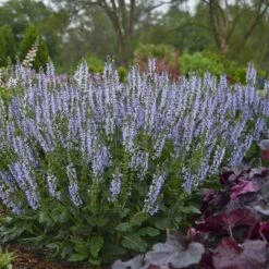 Color Spires® 'Crystal Blue' Salvia -Flower Shop salvia crystal blue 2 sw