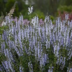 Color Spires® 'Crystal Blue' Salvia -Flower Shop salvia crystal blue 3 sw