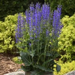 Color Spires® 'Indiglo Girl' Salvia -Flower Shop salvia indiglo girl 3 sw