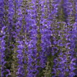 Color Spires® 'Indiglo Girl' Salvia -Flower Shop salvia indiglo girl 4 sw