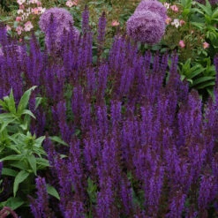 Bee Dazzled Pollinator Collection -Flower Shop salvia may night 2 2e14355a 8c87 4c1a b2c4 614102b011f3
