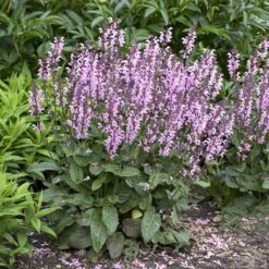 Color Spires® 'Pink Dawn' Salvia