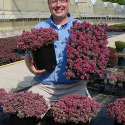 Sunsparkler® 'Blue Elf' Sedoro -Flower Shop sedoro blue elf sedum 3
