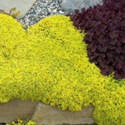 Golden Stonecrop 7 Golden Stonecrop -Flower Shop sedum acre aureum 2 sw