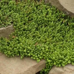 Golden Stonecrop 6 Golden Stonecrop -Flower Shop sedum acre aureum 4 sw