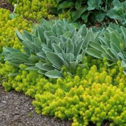 'Angelina' Stonecrop -Flower Shop sedum angelina 6 bd4c972d 7594 4131 aed1 4806fee7312b sw