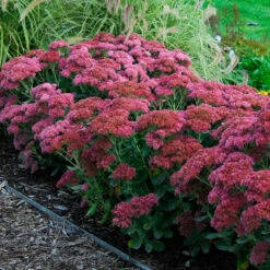 Butterfly Garden Collection -Flower Shop sedum autumn joy 3