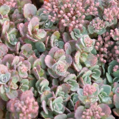 Succulent Ground Cover Collection -Flower Shop sedum cauticola lidakense 1 63b063a7 3f2a 492e bc5c d5b12f64e4e7