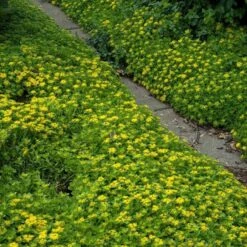Japanese Stonecrop (Sedum Ellacombianum) -Flower Shop sedum ellacombianum 4 sw