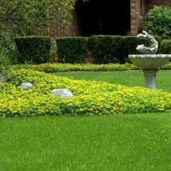 Japanese Stonecrop (Sedum Ellacombianum) -Flower Shop sedum ellacombianum 5 sw