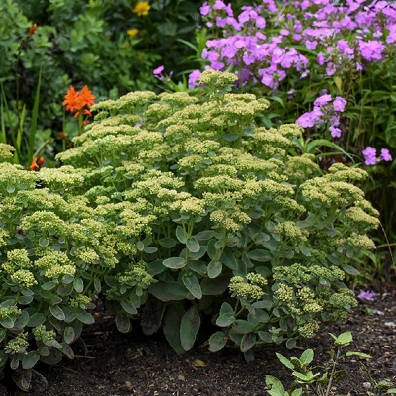 Rock 'N Grow® 'Lemonjade' Stonecrop 2 Rock 'N Grow® 'Lemonjade' Stonecrop - Image 2