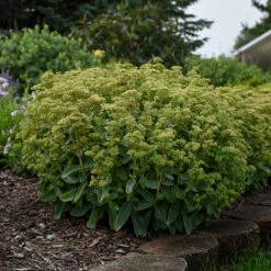 Rock 'N Grow® 'Lemonjade' Stonecrop 8 Rock 'N Grow® 'Lemonjade' Stonecrop -Flower Shop sedum lemon jade 4