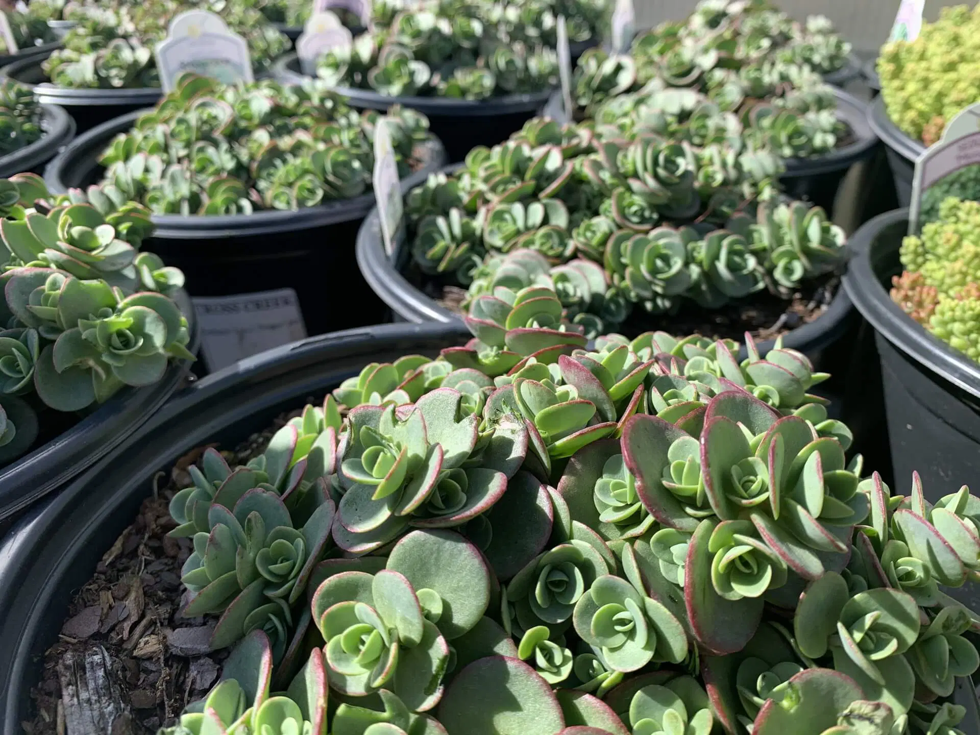 Flower Shop -Flower Shop sedum lime zinger pp 1 gallo 340416