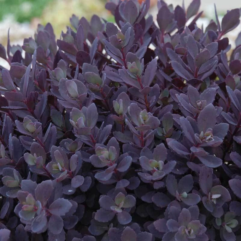Sunsparkler® 'Plum Dazzled' Stonecrop 1 Sunsparkler® 'Plum Dazzled' Stonecrop