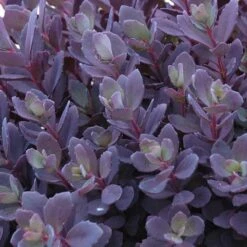 Sunsparkler® 'Plum Dazzled' Stonecrop 5 Sunsparkler® 'Plum Dazzled' Stonecrop -Flower Shop sedum plum dazzled 3